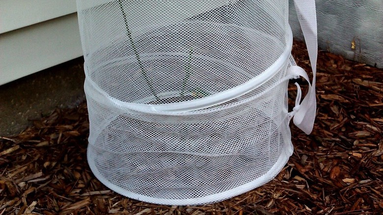 mesh hamper plant cover