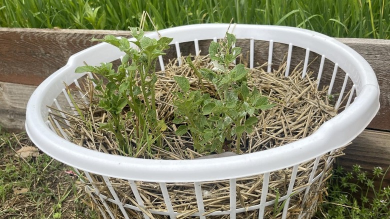 laundry basket potato planters