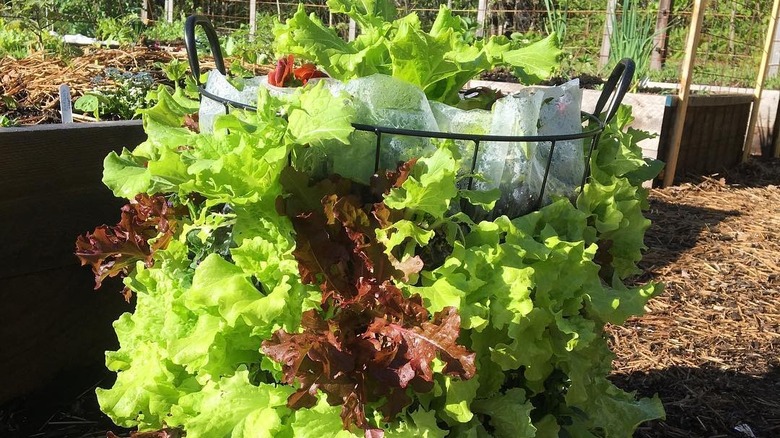 laundry basket lettuce tower planter