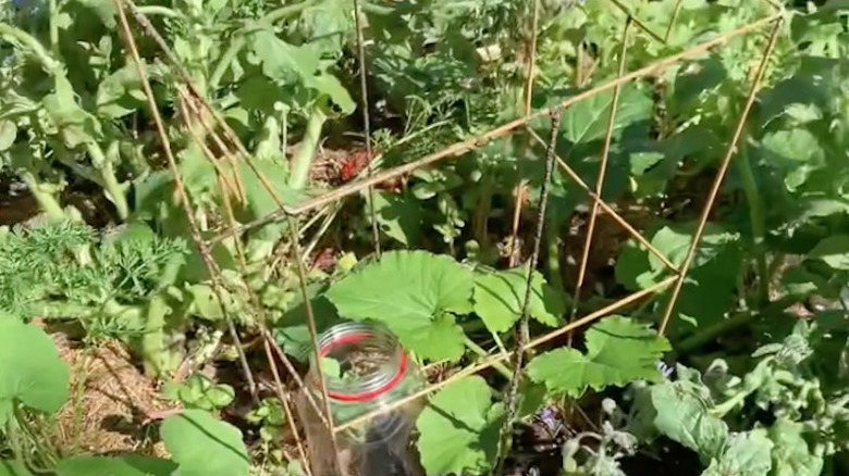 wire cage around zucchini plant