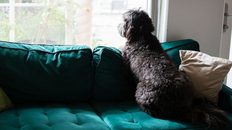 Dog left alone at home sitting on a green couch and looking out the window