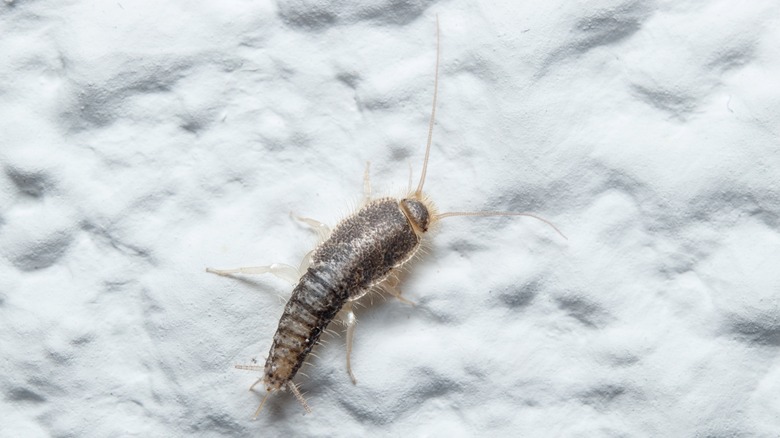 Silverfish on a white surface