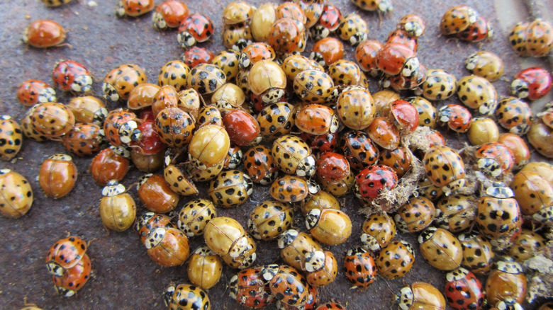 Asian lady beetles