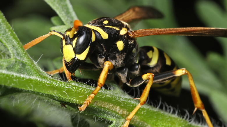 Wasp on a leaf