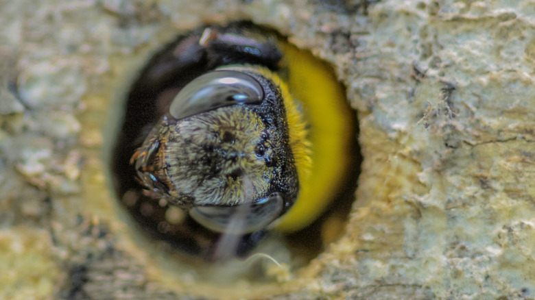 Carpenter bee making a nest