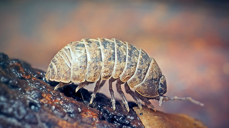 Pill bug on a moist surface