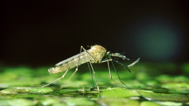 Mosquito on a plant