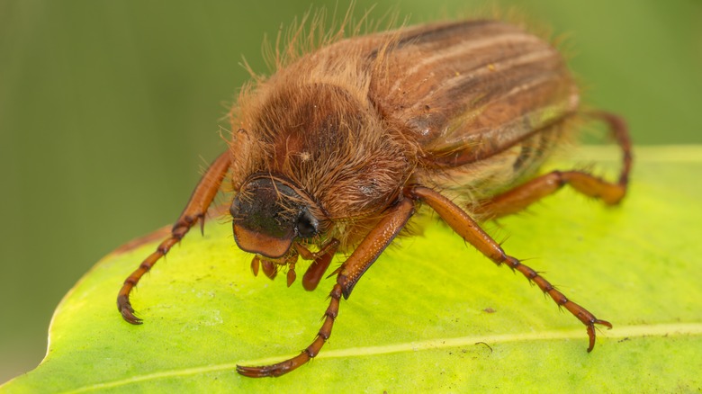 June bug on a leaf