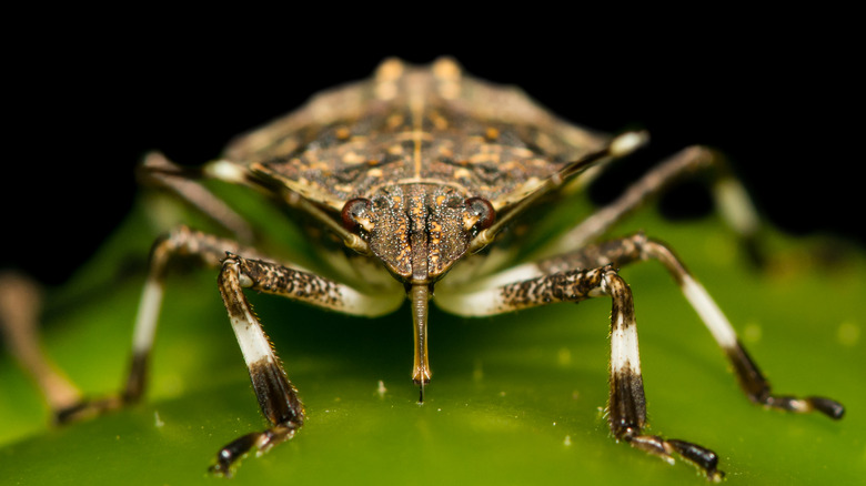 Stink bug on a leaf