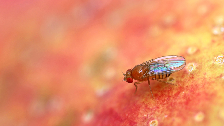 Fruit fly on an apple