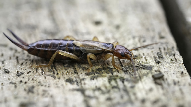 Earwig on a surface