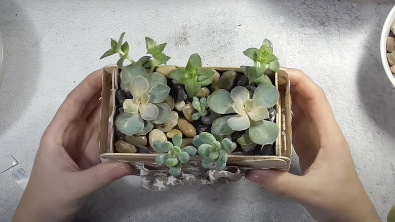 mini succulent planter with pebbles