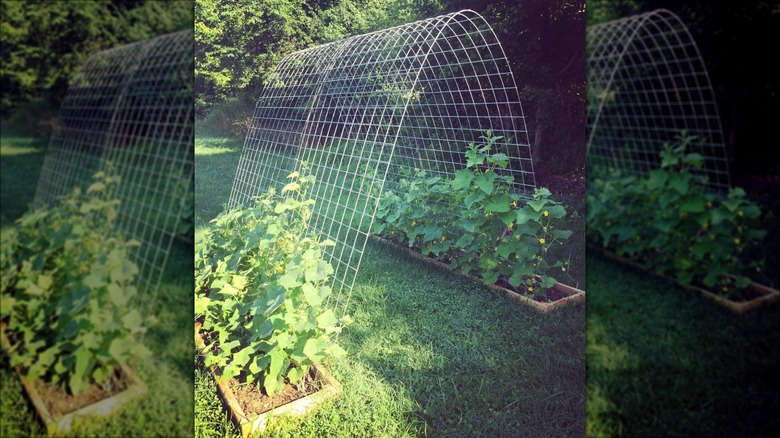 chicken wire archway trellis