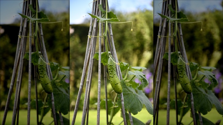 cucumber growing on bamboo trellis