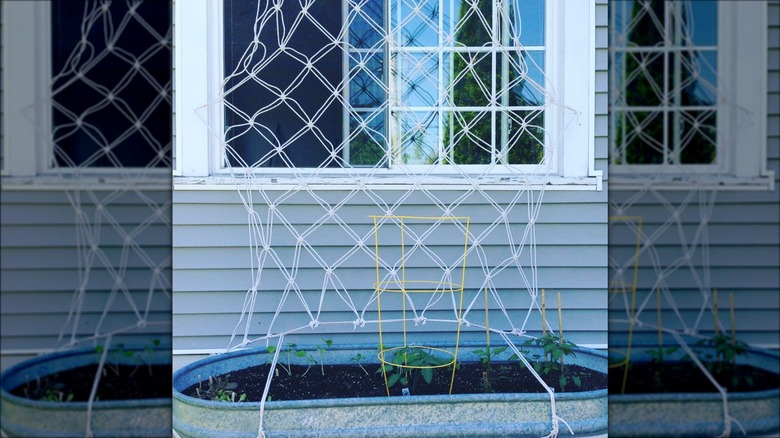 white macrame cord trellis