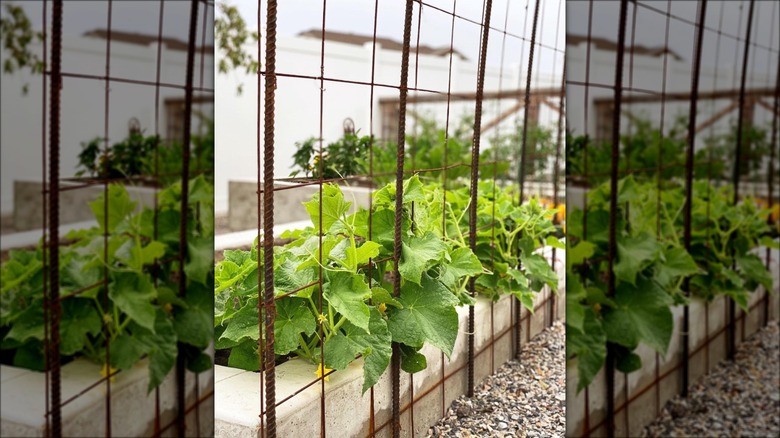 metal trellis with cucumber plants