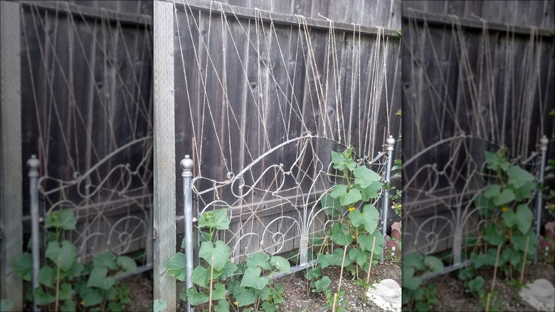 metal bedframe cucumber trellis