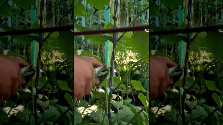 person harvesting vertically grown cucumber