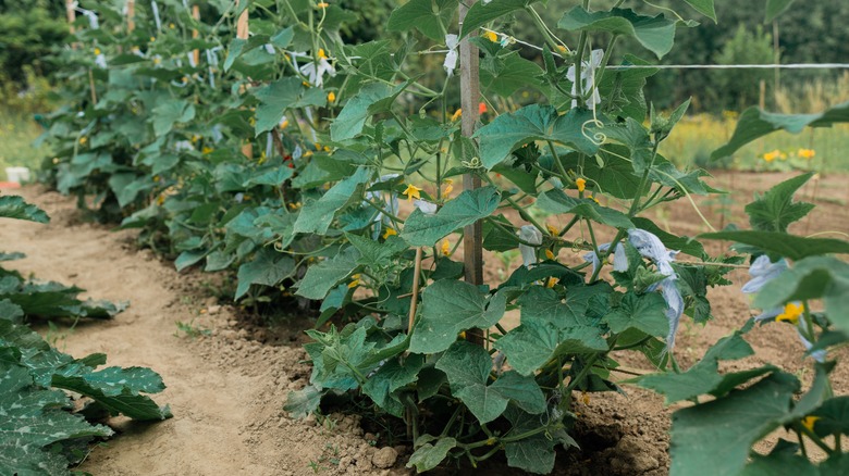 wood and string cucumber trellis