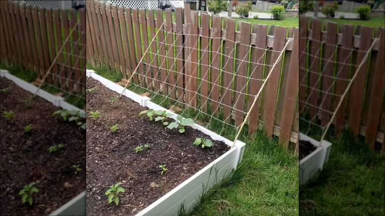 string grid trellis against fence