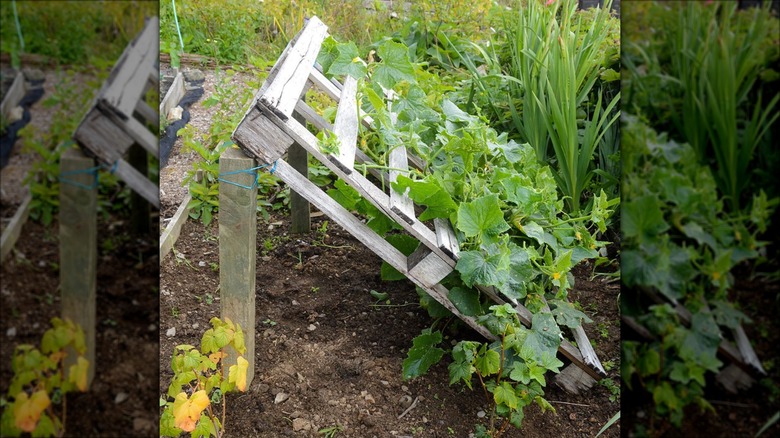 wood pallet cucumber trellis