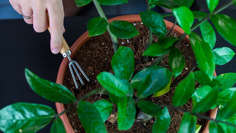 Person aerating plant soil