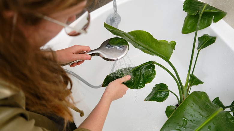 Person rinsing leaves for pests