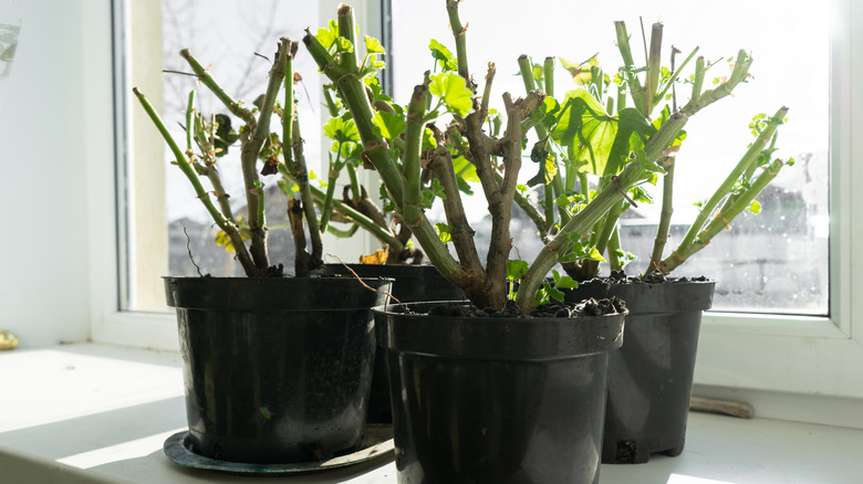 Hibernating geraniums near window