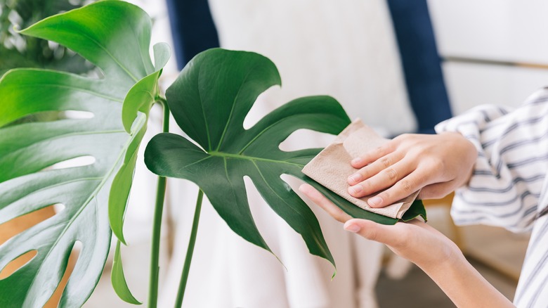 Person wiping houseplant leaves