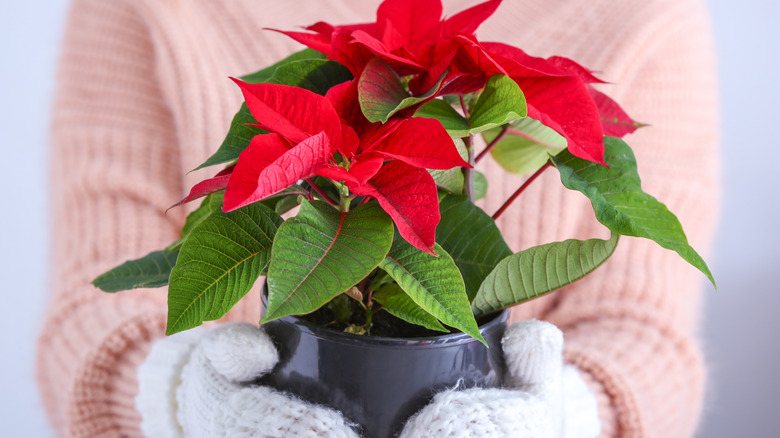 Held red and green houseplant