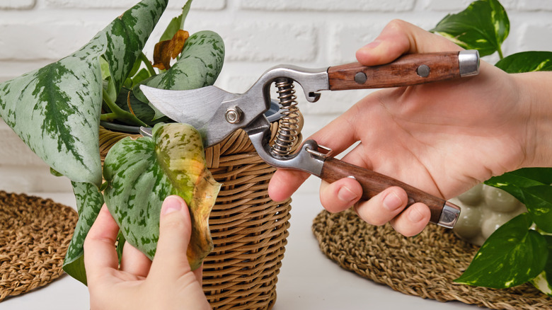 Person pruning houseplant