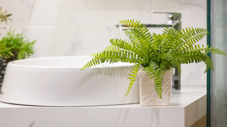 Potted plant nearby sink