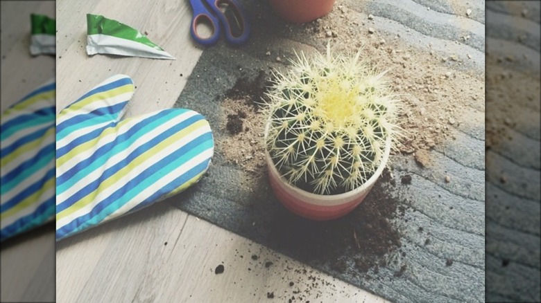 oven mitt by potted cactus