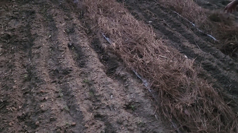 person raking pebbles 