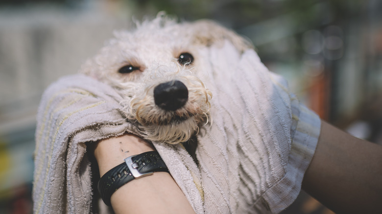 woman drying dog with towel