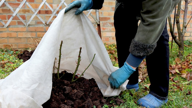 rose bush being covered for winter