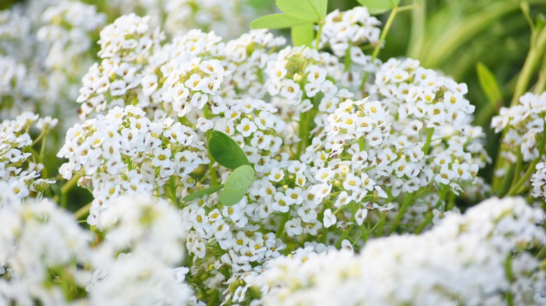 Closeup of Lobularia maritima flowers