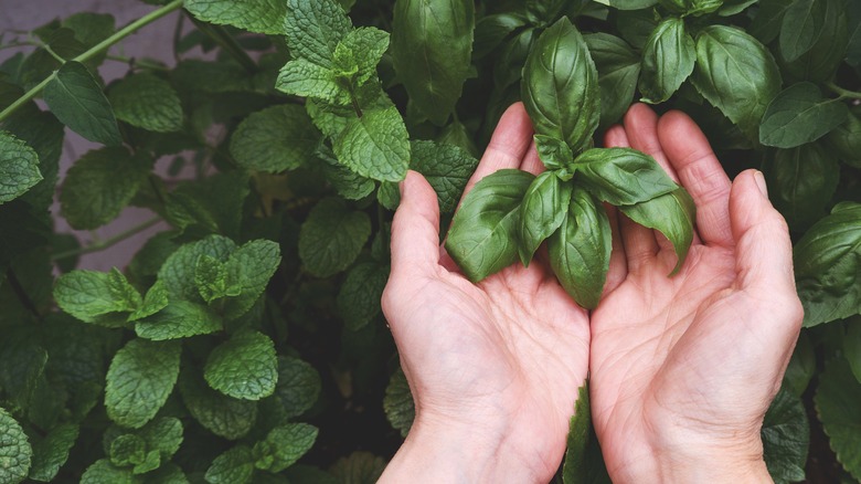 hands picking basil in a garden