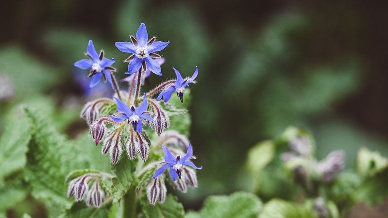 Closeup of a borage flower bloom