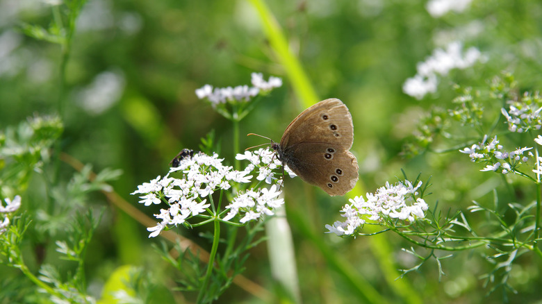 Butterfly on white cilantro flower