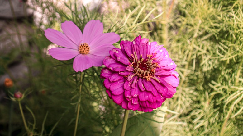 A pink cosmo and pink zinnia