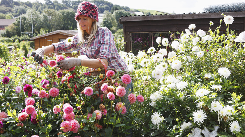 Woman tending to a garden with zinnias