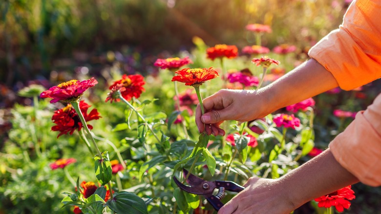 Gardener snipping orange zinnia flowers