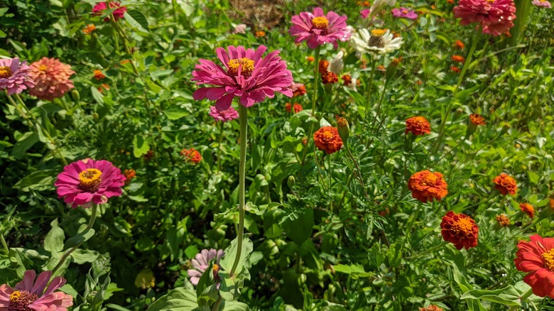 marigolds and zinnias in a garden