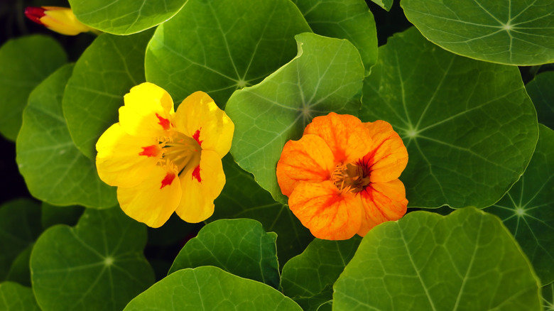 Nasturtiums growing in a garden