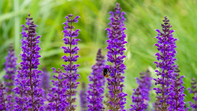 Salvia blooms in a garden