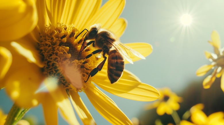 Bee feeding on sunflower disc florets