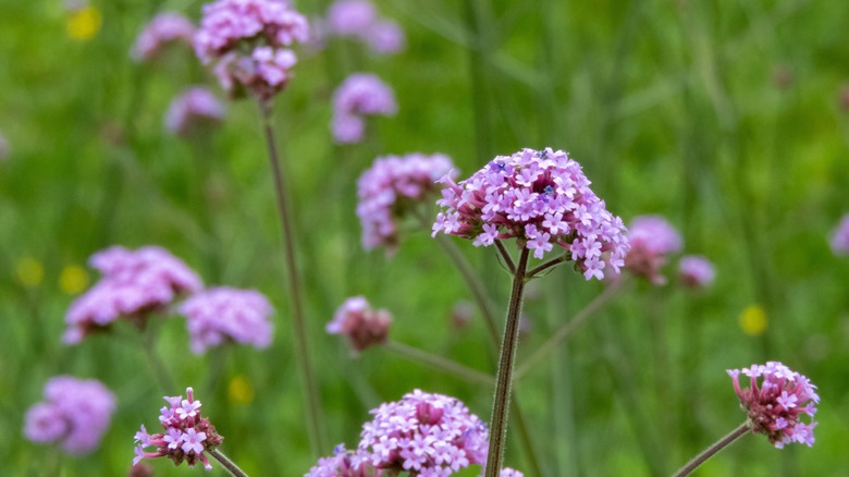 Closeup of verbena bonariensis