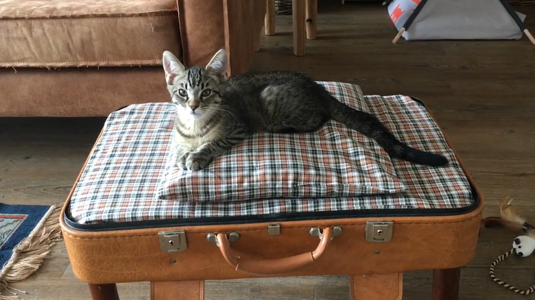 Grey kitten sits on a plaid pillow inside of a repurposed pet bed made from suitcase