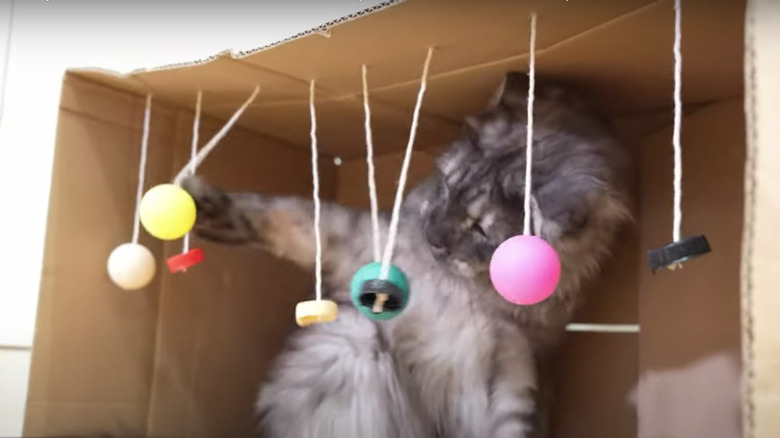 Black and silver cat plays with hanging bottle caps in cardbox